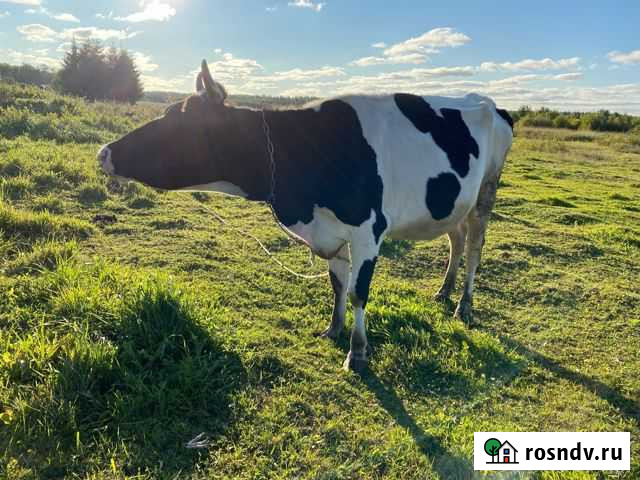 Коровы, тёлки,козлик и козочки Санкт-Петербург - изображение 1