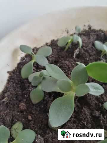 Толстянка Новомосковск - изображение 1