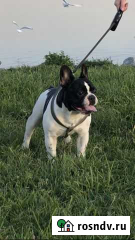 Французский бульдог вязка Челябинск - изображение 1