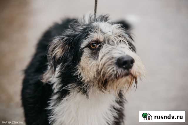 Собака кобель Железногорск - изображение 1