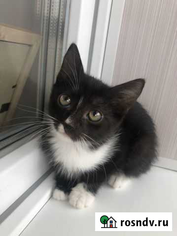 Котята в добрые руки Чебоксары - изображение 1