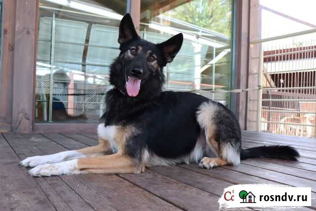 Собака в добрые руки Нижний Новгород - изображение 1