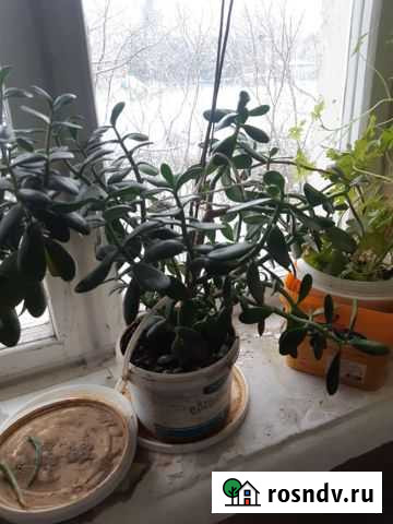 Толстянка Денежное дерево Новосиньково - изображение 1