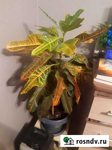 Кротон Шелехов - изображение 1