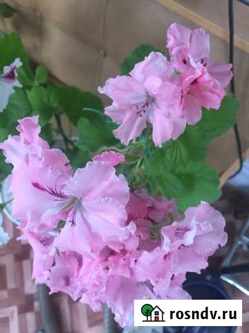 Пеларгония королевская (белая,розовая,фиолетовая) Апатиты - изображение 1