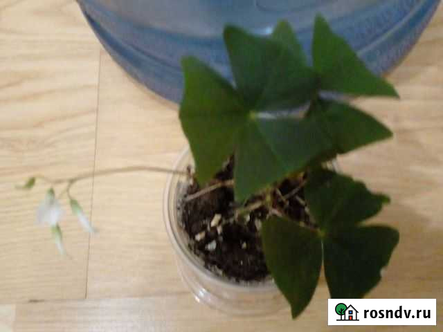 Цветочек Каменск-Уральский - изображение 1