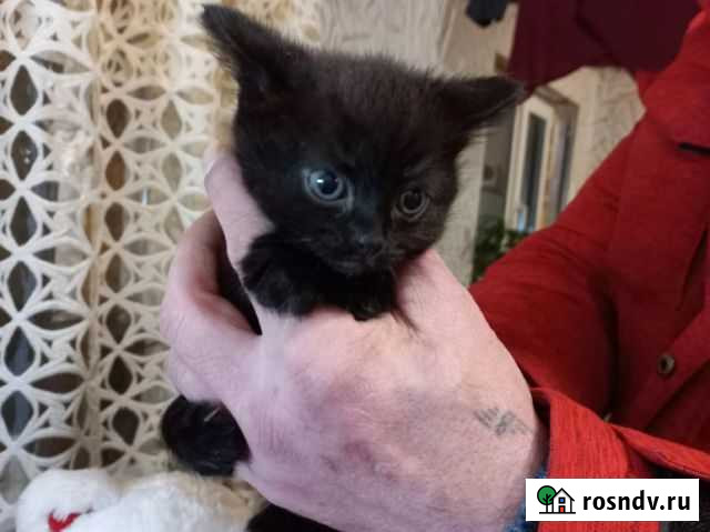 Котята в добрые руки Сыктывкар - изображение 1
