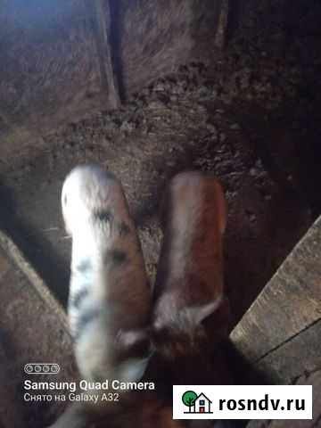 Поросенок ландрас Арзамас - изображение 1