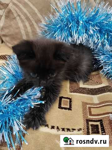 Кошка Усолье-Сибирское - изображение 1