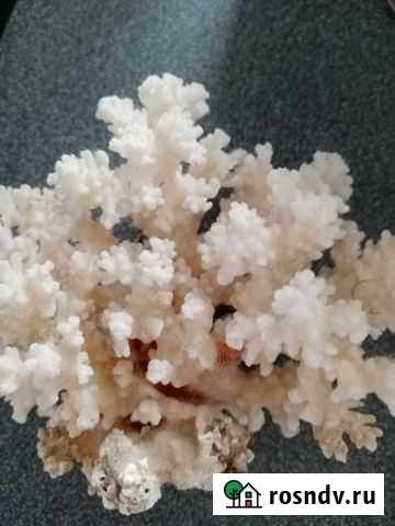 Коралл Светлогорск - изображение 1