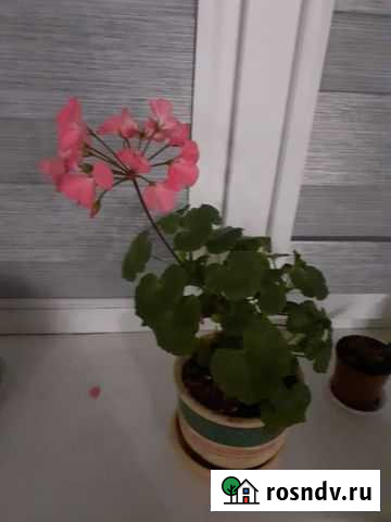 Герань с керамическим горшком Хабаровск - изображение 1