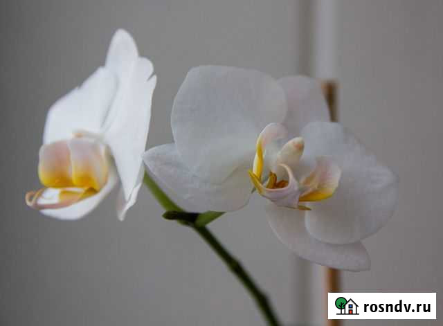 Орхидея Фаленопсис белый Королев - изображение 1
