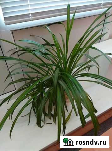 Хлорофитум взрослый Арзамас - изображение 1