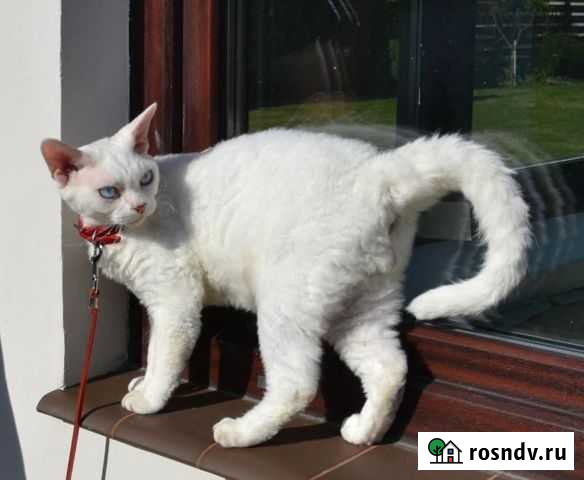 Девон-рекс Пионерский - изображение 1