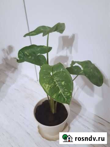 Сингониум Панда Мурманск - изображение 1