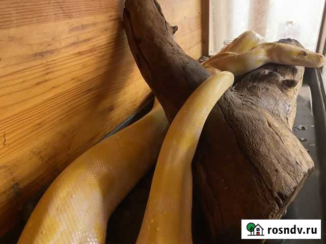 Змея Шишкин Лес - изображение 1