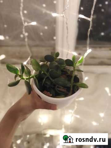 Толстянка Екатеринбург - изображение 1