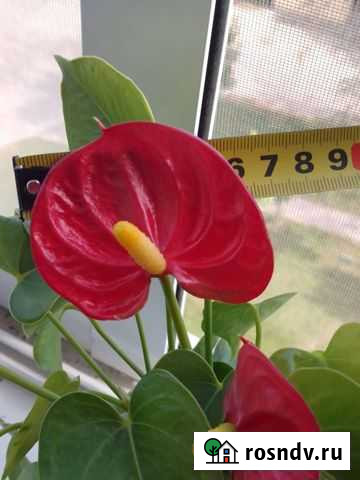 Антуриум Хабаровск - изображение 1
