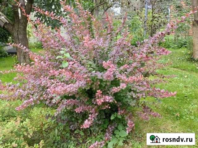 Барбарис тунберга Звенигород - изображение 1
