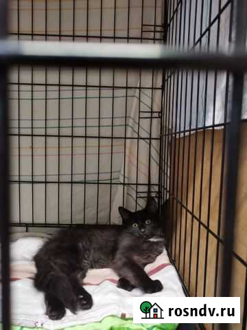 Котенок Хамер Дубна - изображение 1