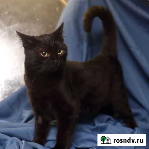 Черная гладкошерстная красотка в добрые руки Белгород - изображение 1