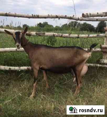 Коза дойная альпийская Ждановский