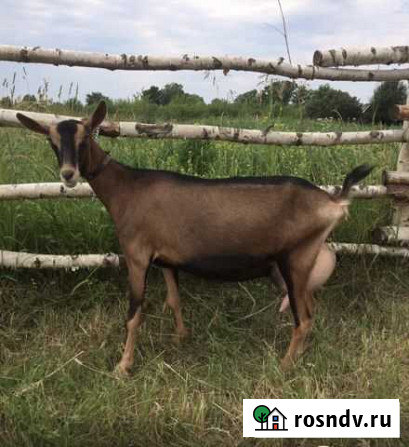 Коза дойная альпийская Ждановский - изображение 1