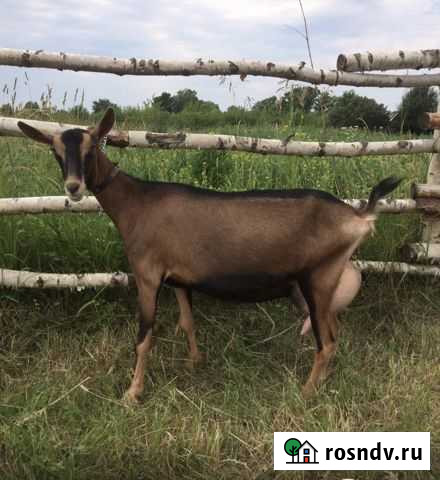 Коза дойная альпийская Ждановский - изображение 1