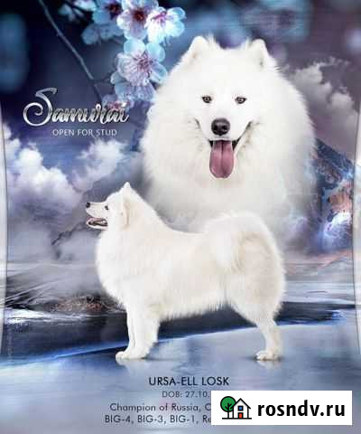 Вязка самоедская лайка Курск - изображение 1