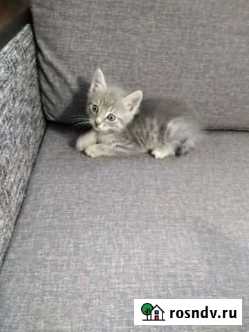 Котята в добрые руки Ачинск - изображение 1