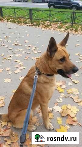 Санни 1,5 года 60 см Санкт-Петербург - изображение 1