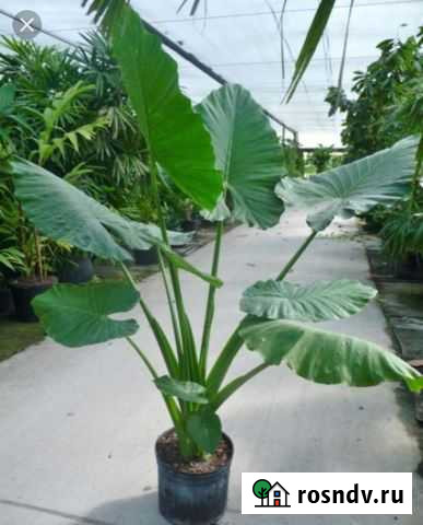 Алоказия (Арма) Горячий Ключ - изображение 1