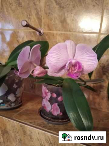 Орхидея фаленопсис Барнаул - изображение 1