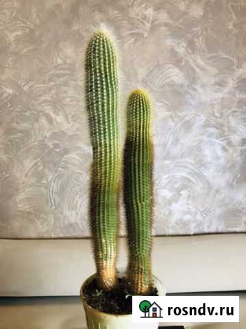 Продам веселых Мексиканцев Севастополь - изображение 1