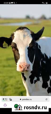 Телята Рузаевка - изображение 1