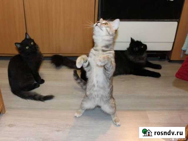 Котёнок Тинка Рязань - изображение 1