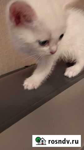 Кошки бесплатно Новосибирск - изображение 1