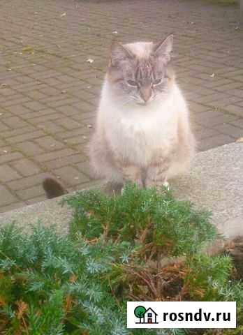 Кошка Пионерский - изображение 1