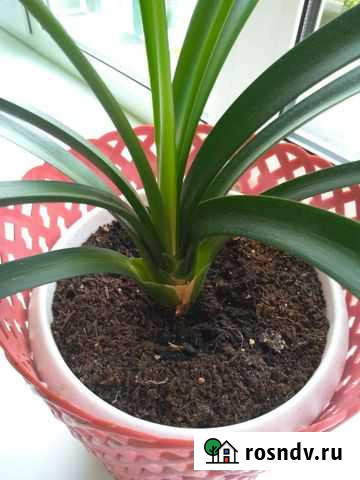 Кливия Лесной - изображение 1