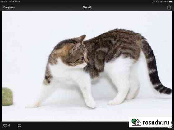 The pretty kitty Офелия Шлиссельбург