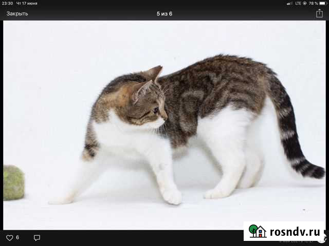 The pretty kitty Офелия Шлиссельбург - изображение 1