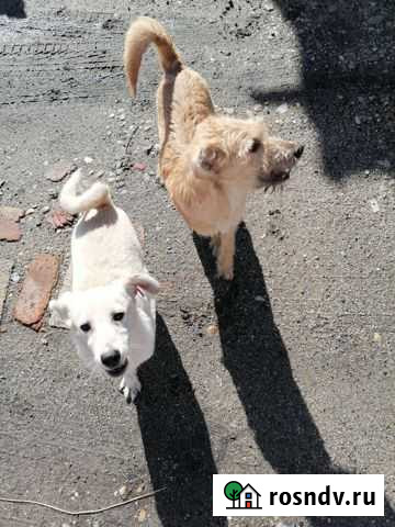 Собака в добрые руки Белогорск - изображение 1