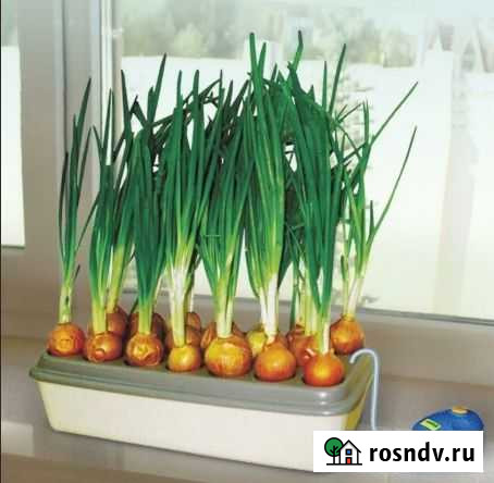 Домашняя гидропонная грядка Луковое счастье Тверь - изображение 1