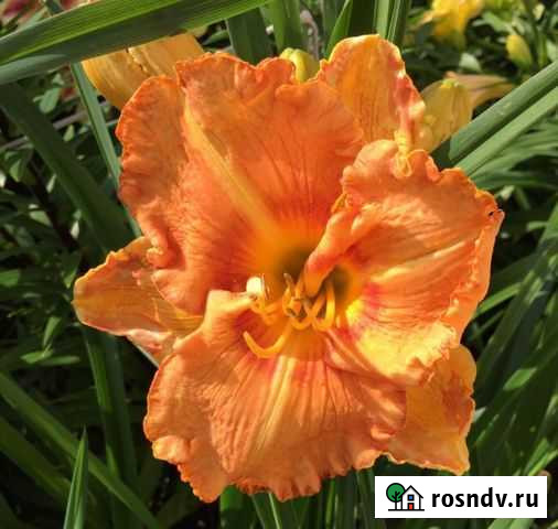 Лилейники Тула - изображение 1