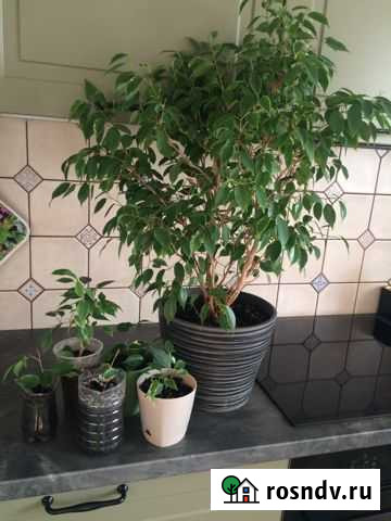 Бенджамина Оренбург - изображение 1