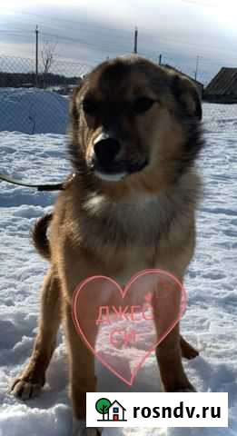 Щенок Джесси Уфа - изображение 1