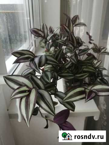 Традесканция Чалтырь - изображение 1