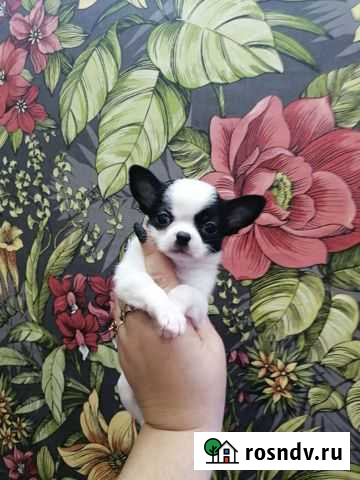 Чихуахуа щенки Сергиев Посад - изображение 1