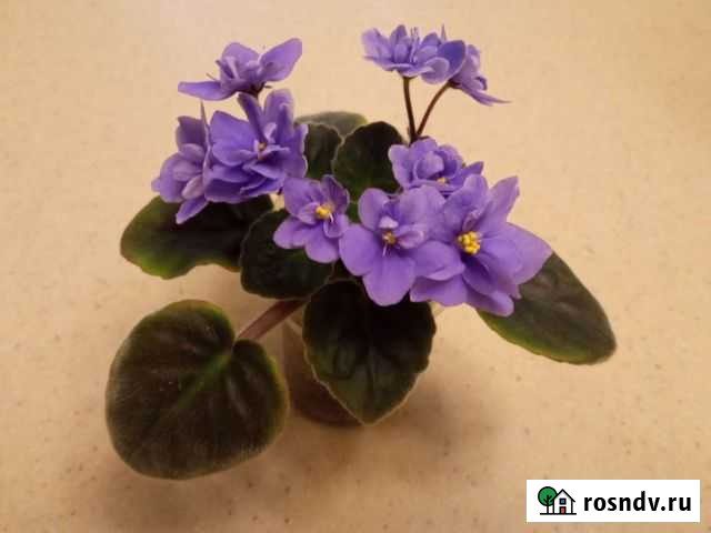 Фиалка Самара - изображение 1