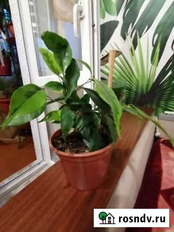 Фикус бенджамина Новочеркасск - изображение 1